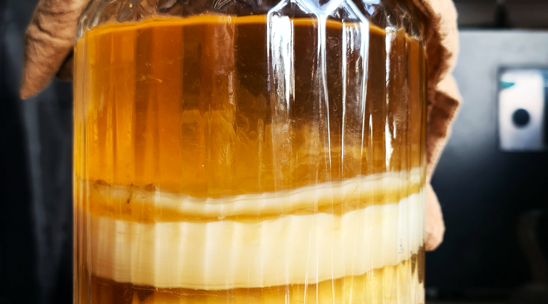 Een dikke Kombucha SCOBY in een glazen pot.